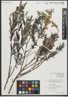 Foto von Salix repens subsp. rosmarinifolia (L.) Andersson
